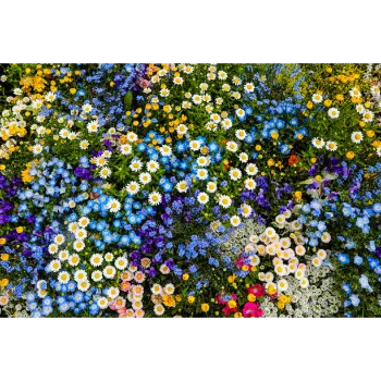 Fresh Garden Flower